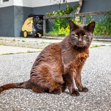 Apartmán Biohof Untergrabenbauer Lidaun Exteriér fotografie