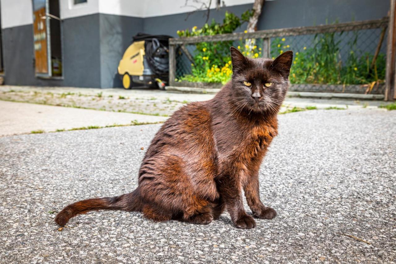 Apartmán Biohof Untergrabenbauer Lidaun Exteriér fotografie